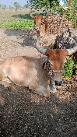 વેચવાના