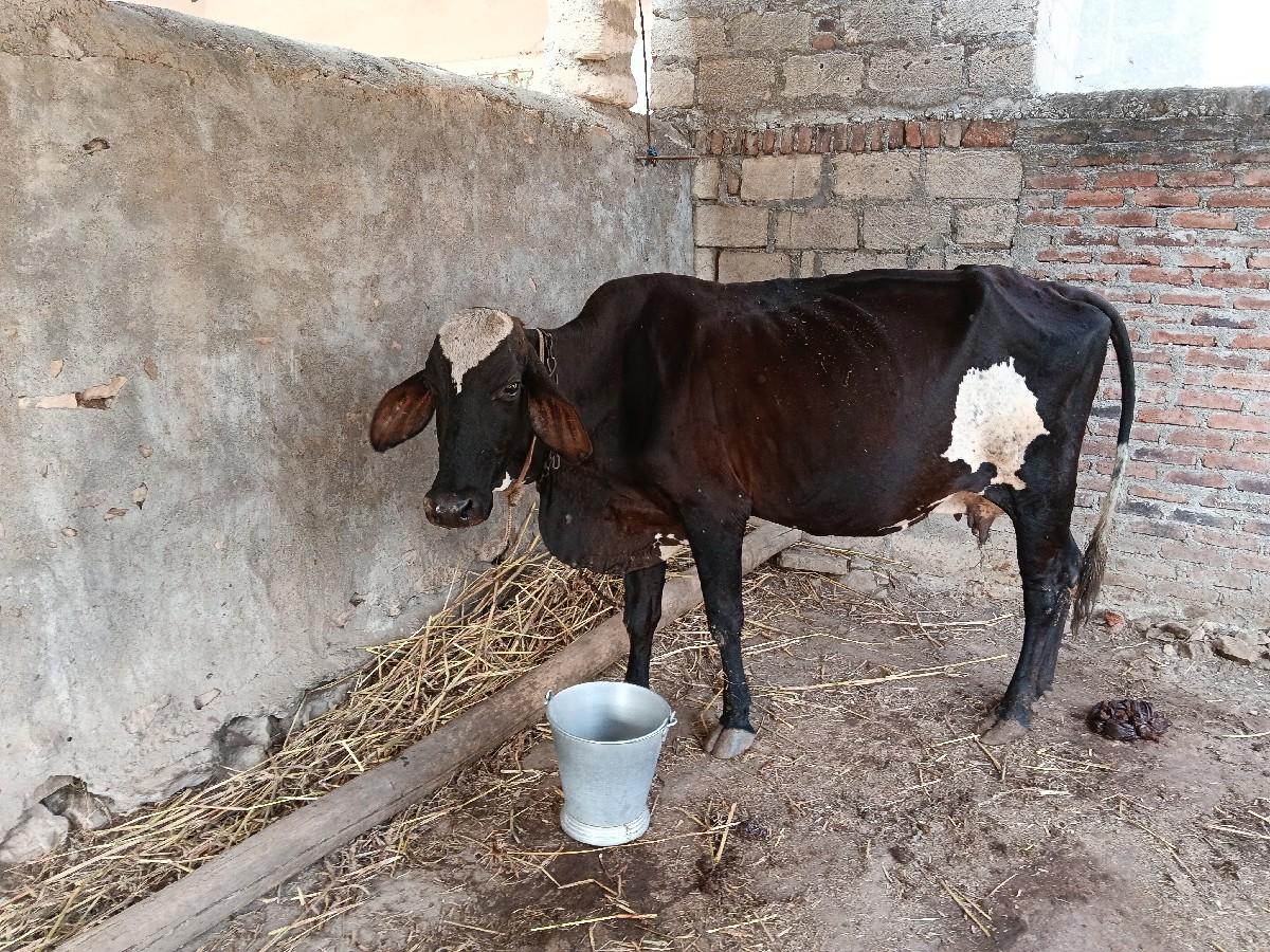 ગાય‌‌ વેચવાની છે