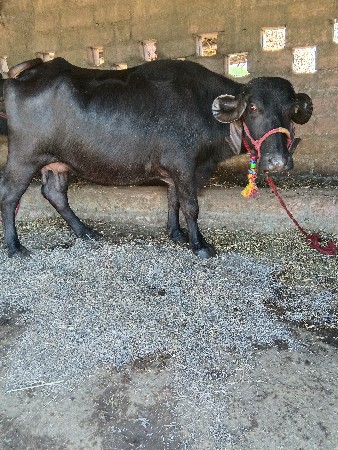 थंबनेल 3