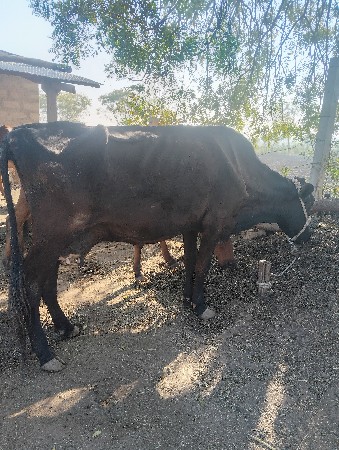 ગાય વેચવાની છે