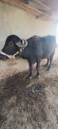 ખડેલૂ  ઉચાય લંબાઈ સારી છે