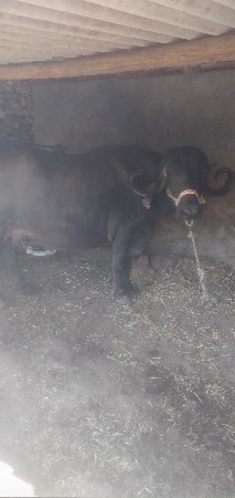 ભેંસ વેચવાની છે