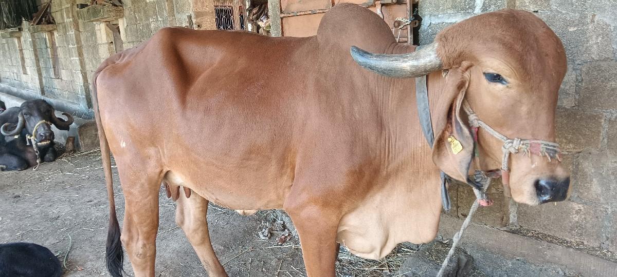 થંબનેલ 2