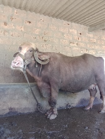 ભેંસ વૅચવાની છે