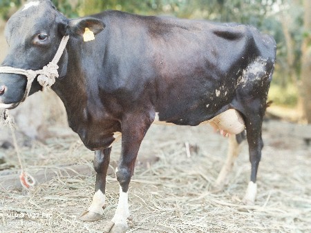 h f ગાય વેચાણમાં છે