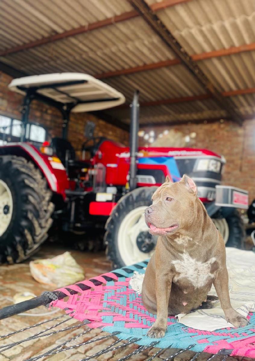 પીટ બુલ વેશવાની છે