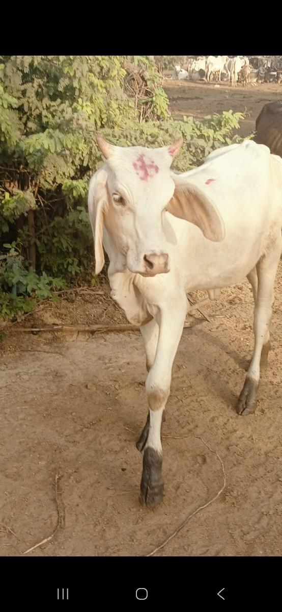 થંબનેલ 2