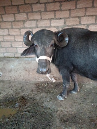 થંબનેલ 3