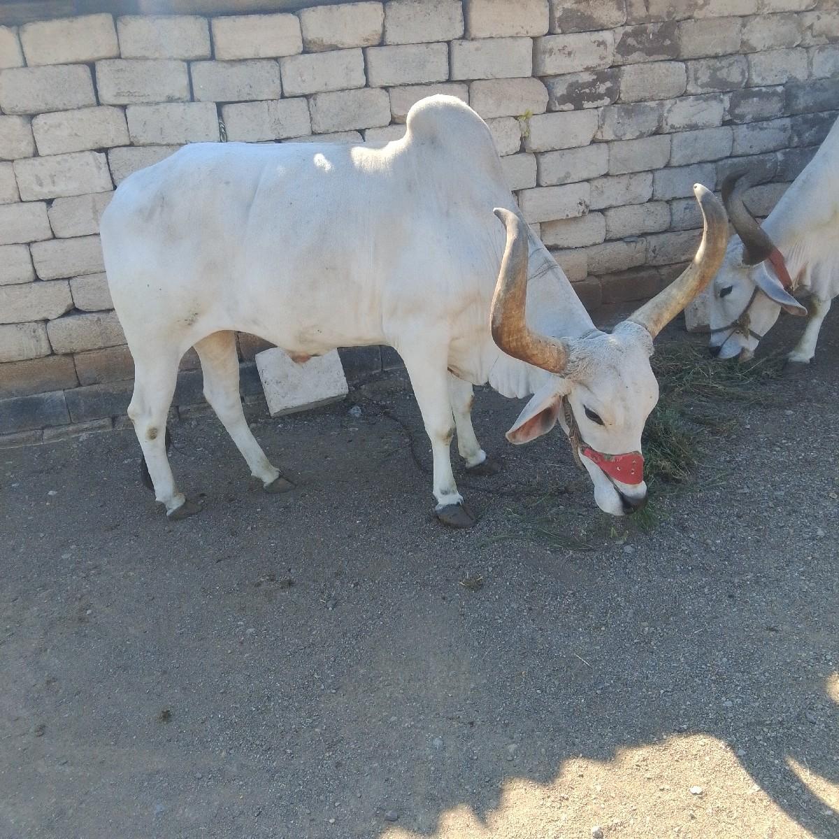 થંબનેલ 3