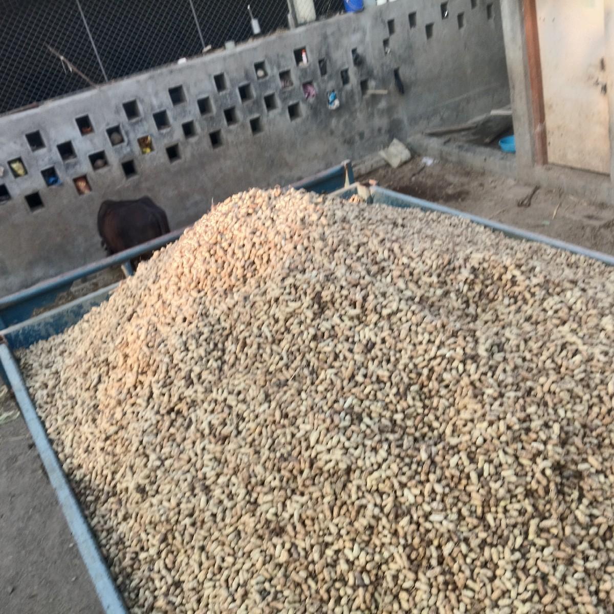 બિયારણમાં મગફળી વેચવાની છે