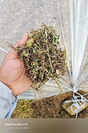 માંડવીયુ વેચવાનુ છે