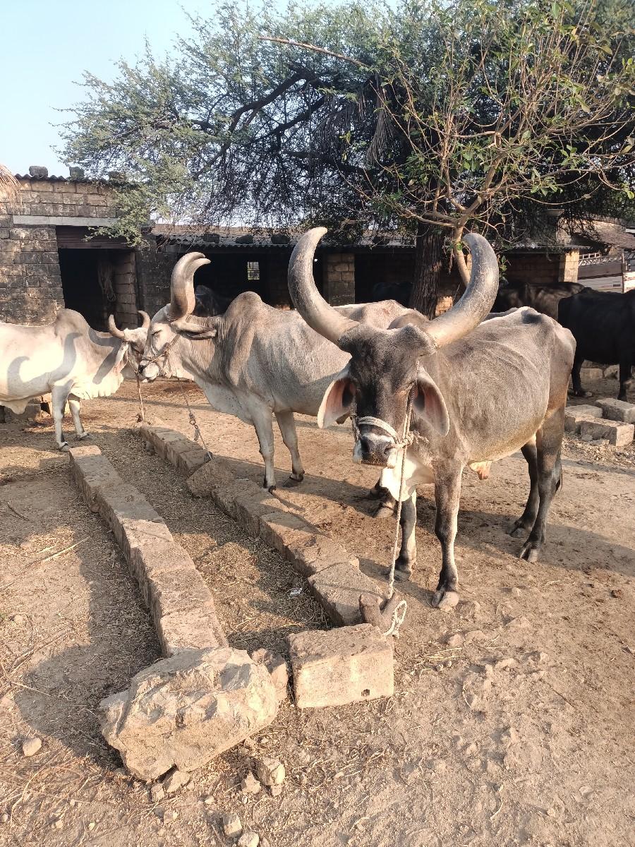 थंबनेल 3