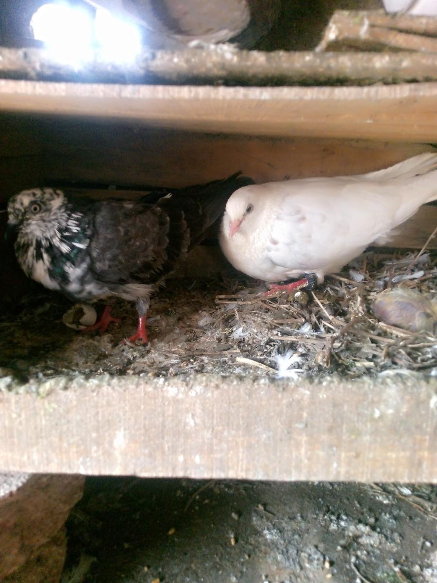 થંબનેલ 2