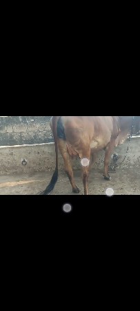 થંબનેલ 5