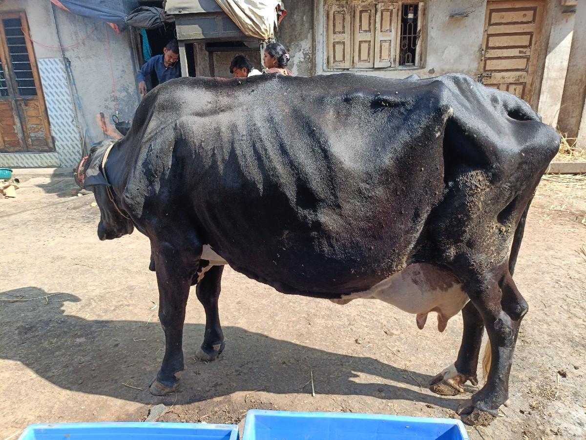 थंबनेल 3