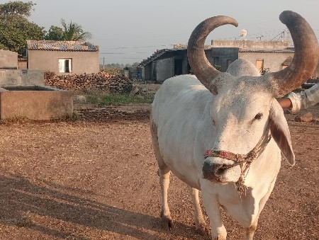 થંબનેલ 3