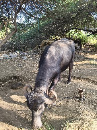 थंबनेल 2