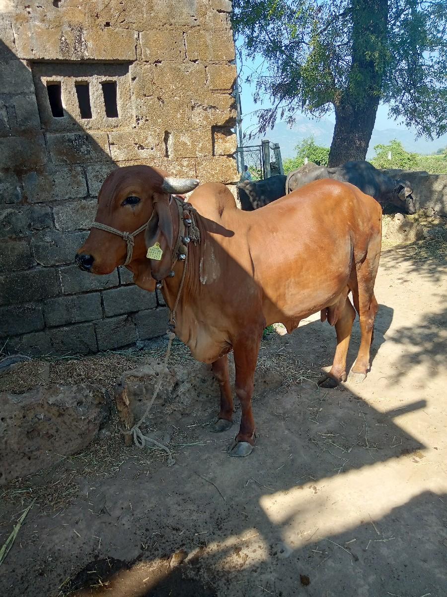 ઓરીજનાલ ગીર નસલ ની ગાય શે