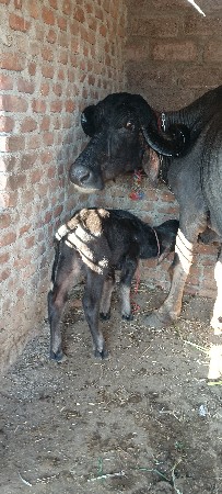 થંબનેલ 2