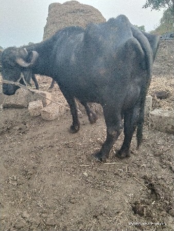 થંબનેલ 3