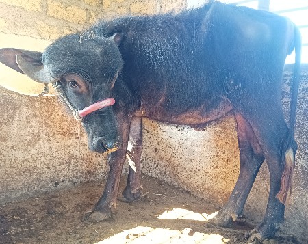 थंबनेल 2