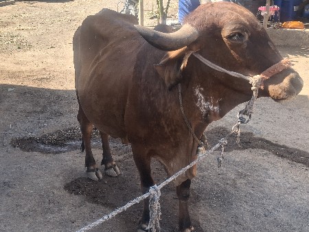 થંબનેલ 3