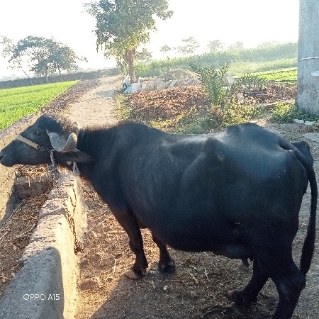 ભેંસ વેચવાની છે