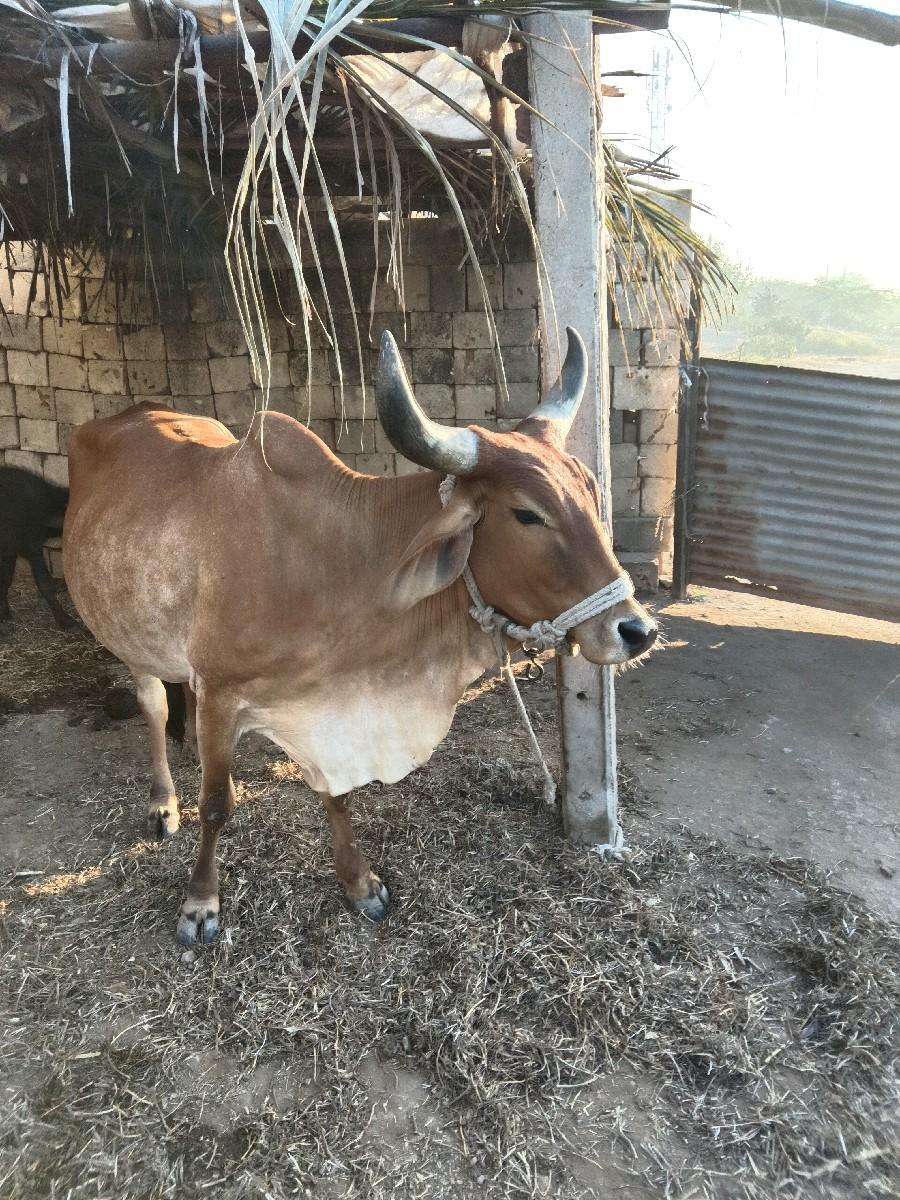 ગાય ૨વેતર