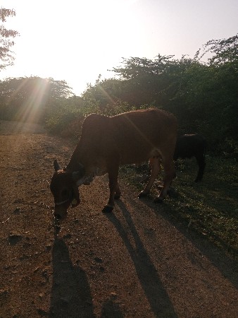 થંબનેલ 2