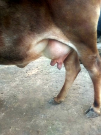 ગાયને નવમો મહિનો છે