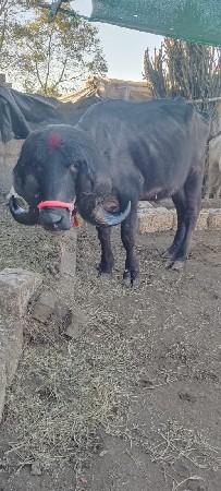 પાડો વેચવાનો સે