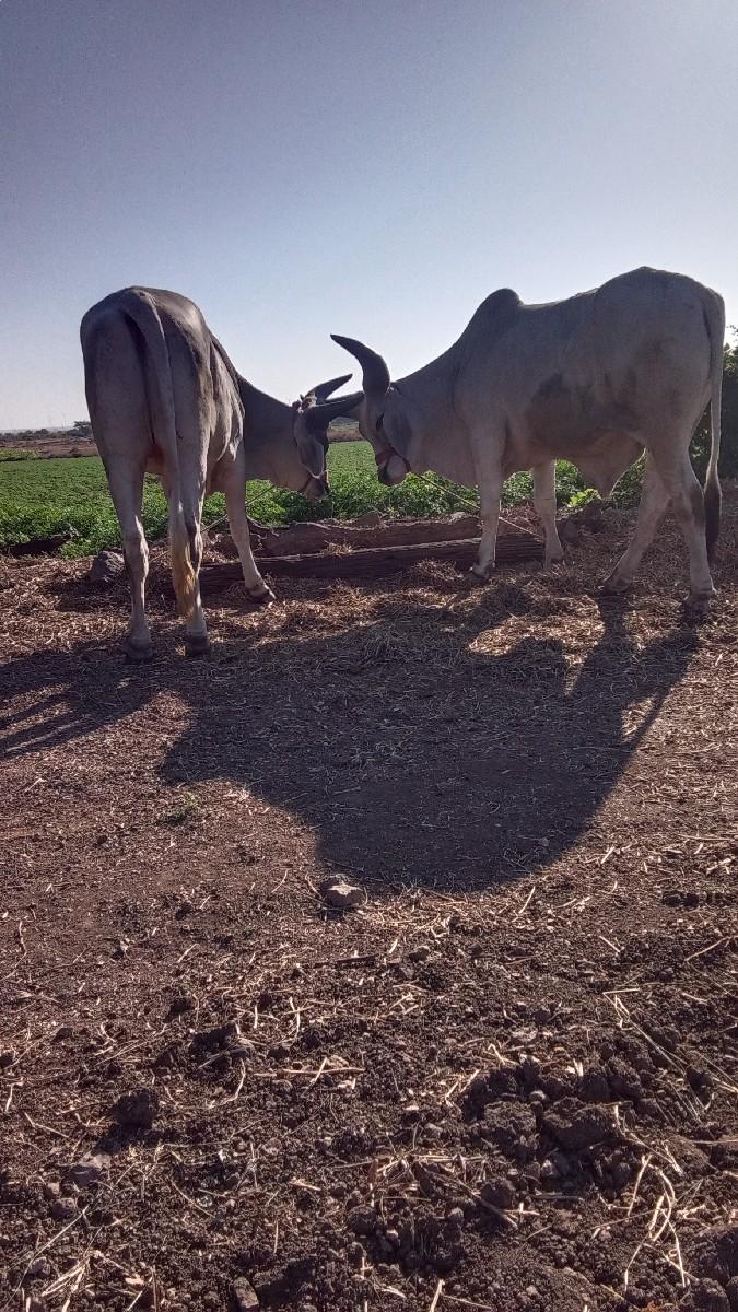 થંબનેલ 3