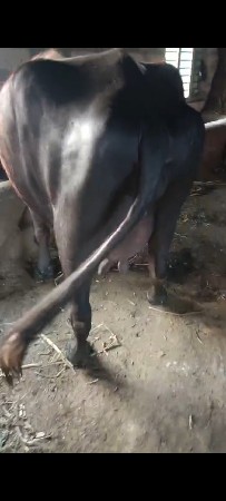 थंबनेल 3