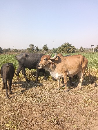 સાવ સોજો બધી જવાબ દારી ૪ ધર