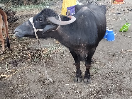 થંબનેલ 2