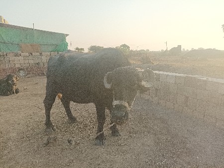 थंबनेल 3