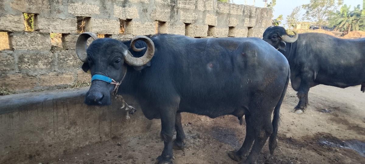 थंबनेल 3