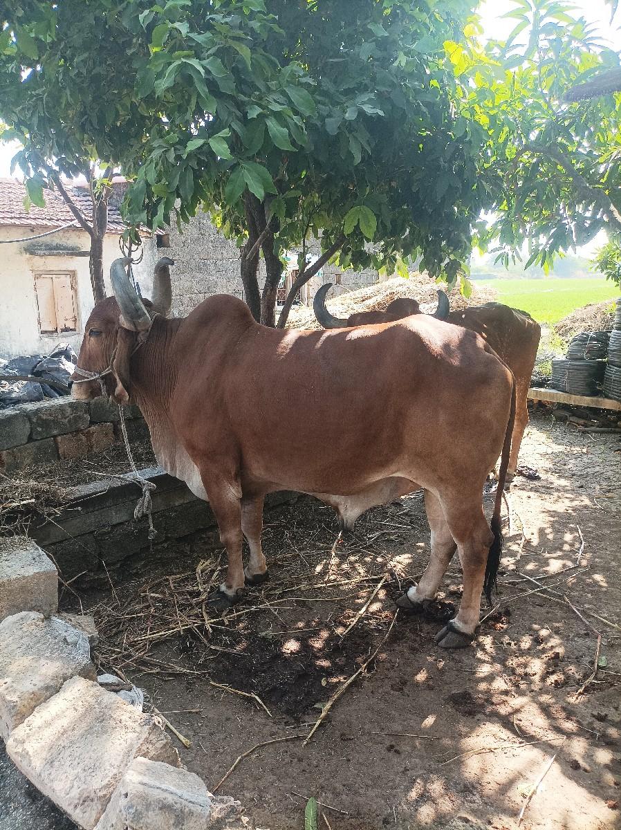 थंबनेल 3