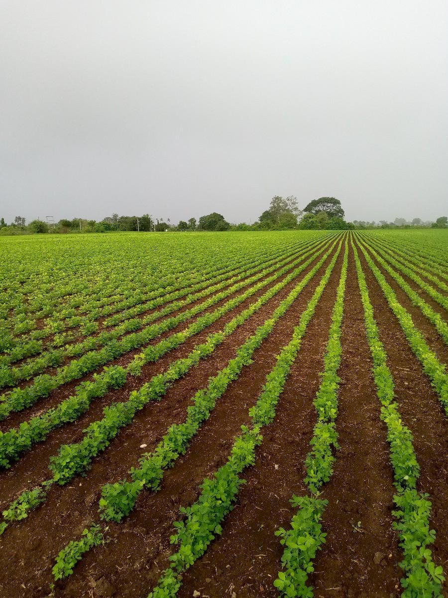 100% શુદ્ધ સીંગતેલ