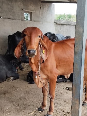 થંબનેલ 3