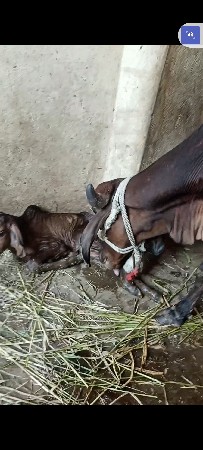 વેચવાની છે