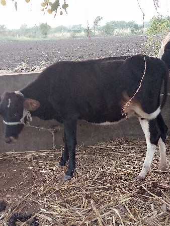 थंबनेल 2