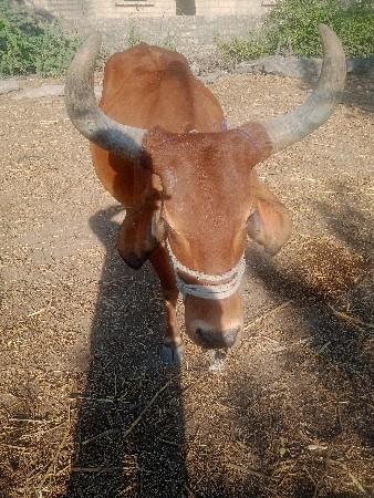 ગાય વેચવાની છે.