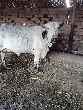 थंबनेल 3