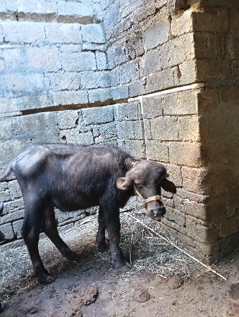 थंबनेल 2