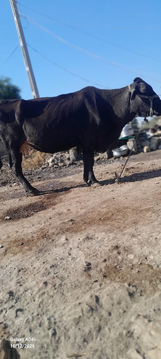 થંબનેલ 2