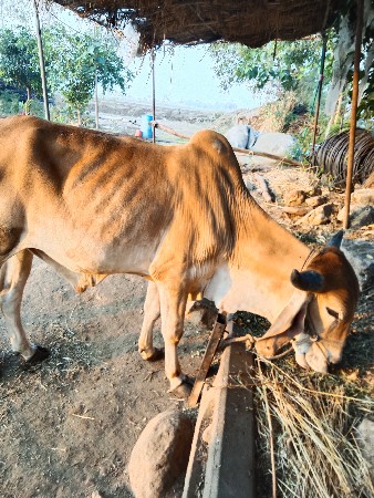 થંબનેલ 2