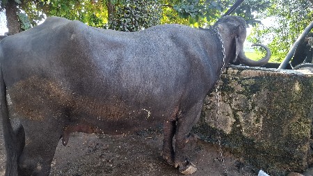 bhesh vehechh va ni chhe