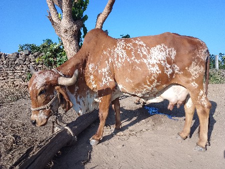 આ ગાય વેચવાની છે