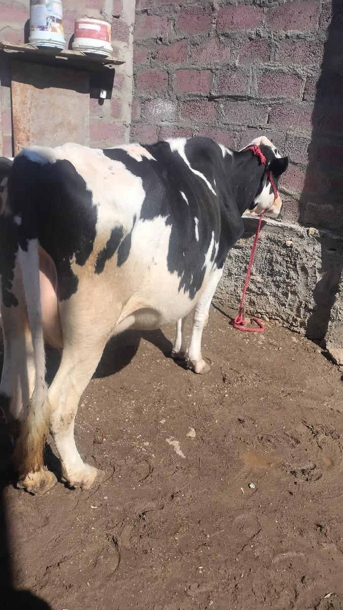 Hf ગાય વેચવાની છે